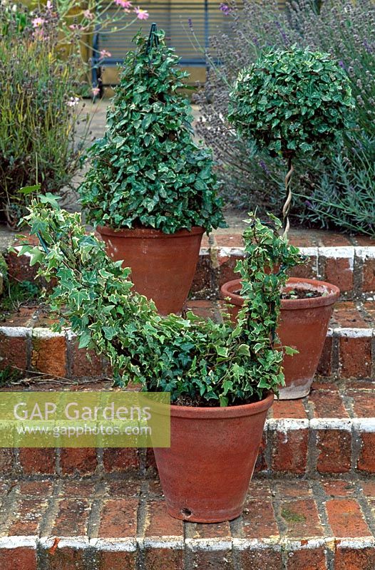 Ivy topiary in pots on steps
