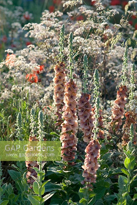 Verbascum 'Helen Johnson' with Anthriscus sylvestris 'Ravenswing' at The Largest Room in The House, Contractor Leeds City Council, Sponsors - GMI Property Company, The Royal British Legion, Toc H, RHS Chelsea Flower Show 2008