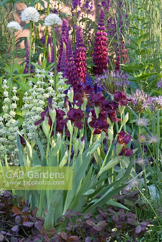 The Bupa Garden designed by Cleve West, RHS Chelsea 2008 with Iris 'Langport Wren', Lupinus 'Masterpiece', Ballota pseudodictamnus, Allium christophii