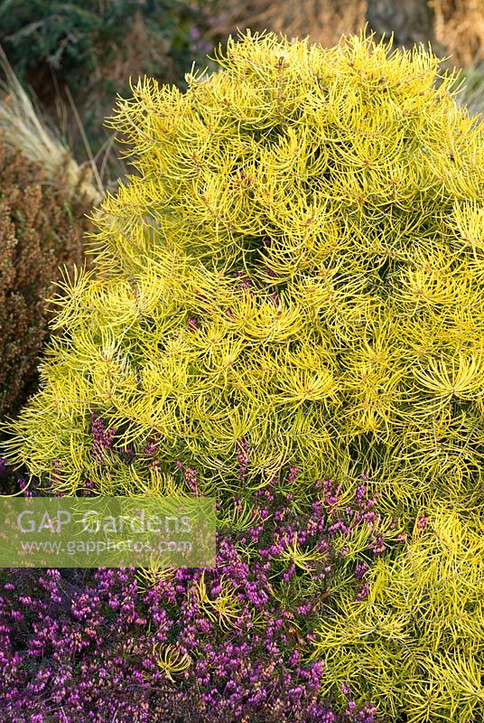 Abies concolor 'Wintergold', Colorado Fir and Erica carnea 'Rosantha
