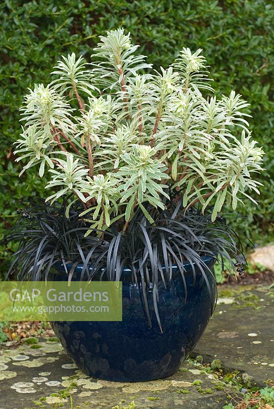 Winter container combination with Euphorbia characias 'Silver Swan' - Spurge and Ophiopogon planiscapus nigrescens - Snakesbeard