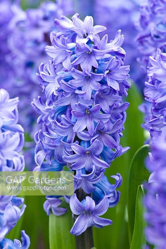 Hyacinthus orientalis 'Delft Blue' - Hyacinth