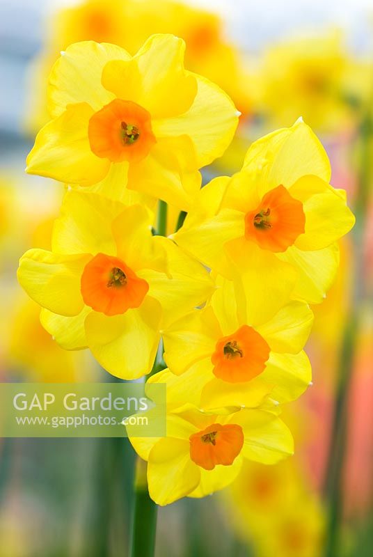 Narcissus 'Martinette' - Daffodils