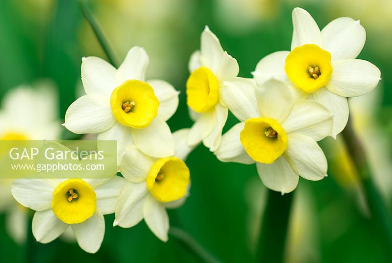 Narcissus 'Minnow' - Daffodils