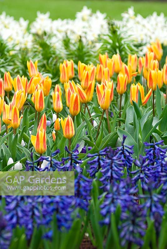 Spring border - Tulipa 'Giuseppe Verdi' - Kaufmanniana Group, Hyacinthus orientalis 'Sky Jacket', Narcissus 'Jenny' and Fritillaria imperialis 'Aurora'