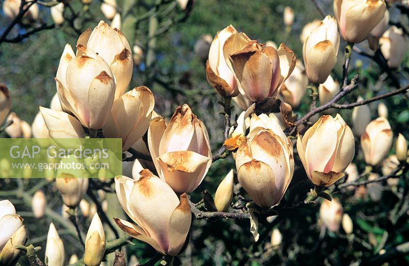 Magnolia 'Sulphur Cockatoo' - Frost damaged flower tips