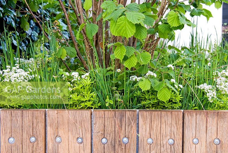 Square container faced with recycled wooden decking and planted with Corylus, perennials and grasses