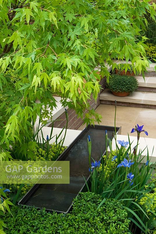 A water rill and sunken seating area in a courtyard garden with planting of Acer, Buxus, Iris and Alchemilla 