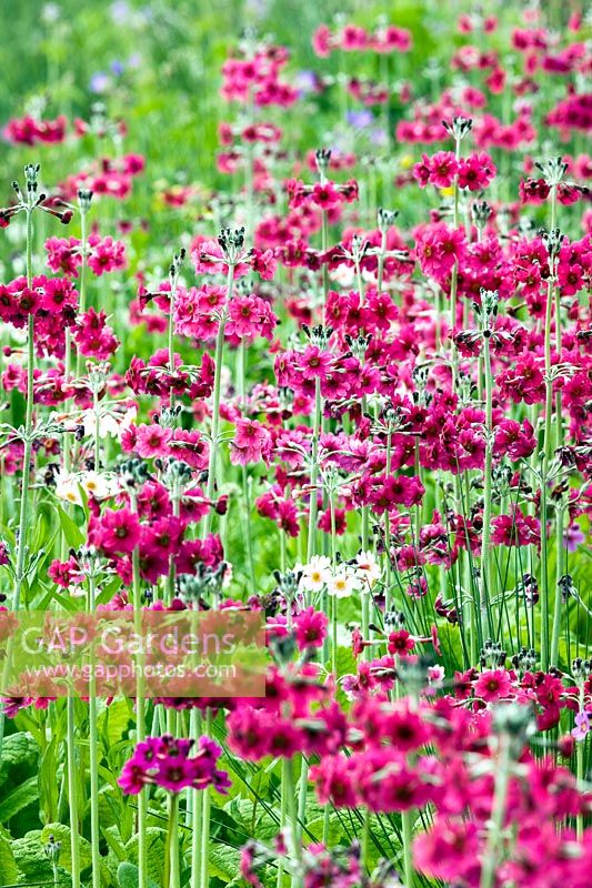 Primulas in the wet meadows at RHS Harlow Carr