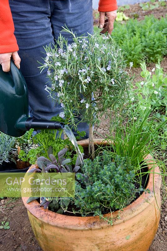 Planting mixed herb pot - watering in