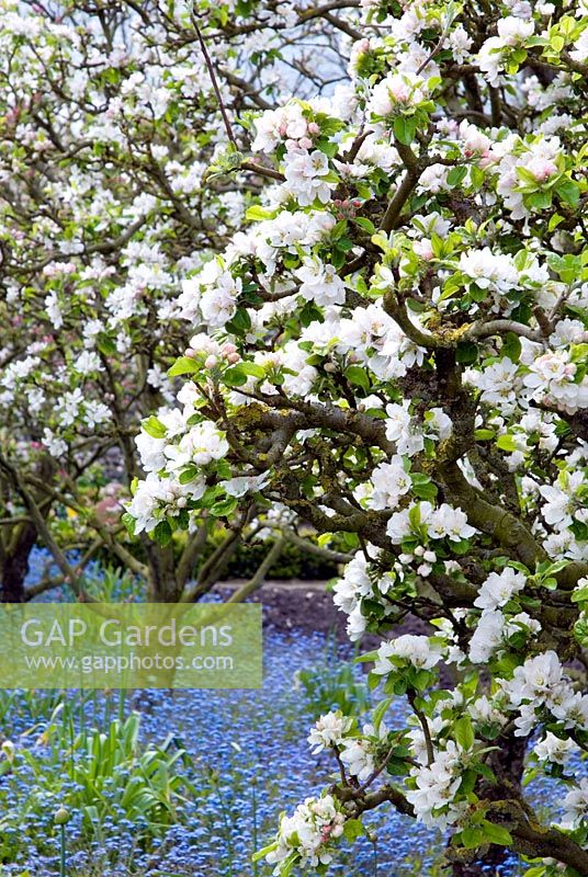 Spring blossom on fruit tree underplanted with blue Myosotis - Forgetmenots