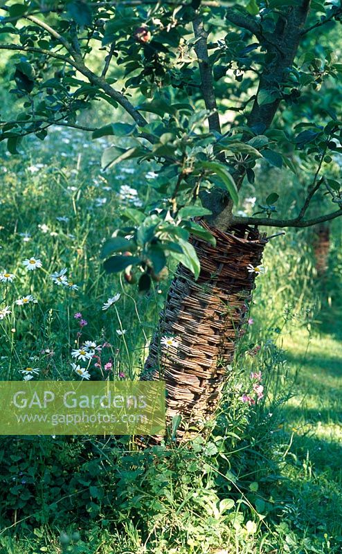 Willow protector for apple tree