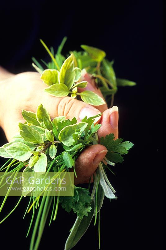hand holding bunch of freshly picked herbs including chives, parsley and variegated basil