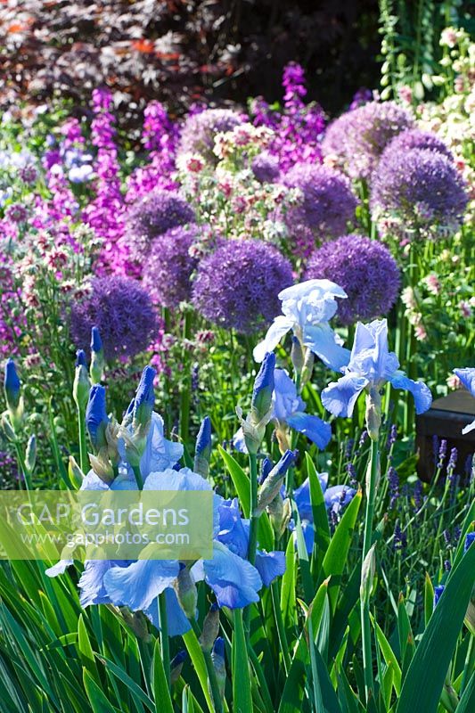 Allium and Iris - The Largest Room in the House Garden - Chelsea Flower Show 2008, Sponsors - GMI Property Company, The Royal British Legion, Toc H