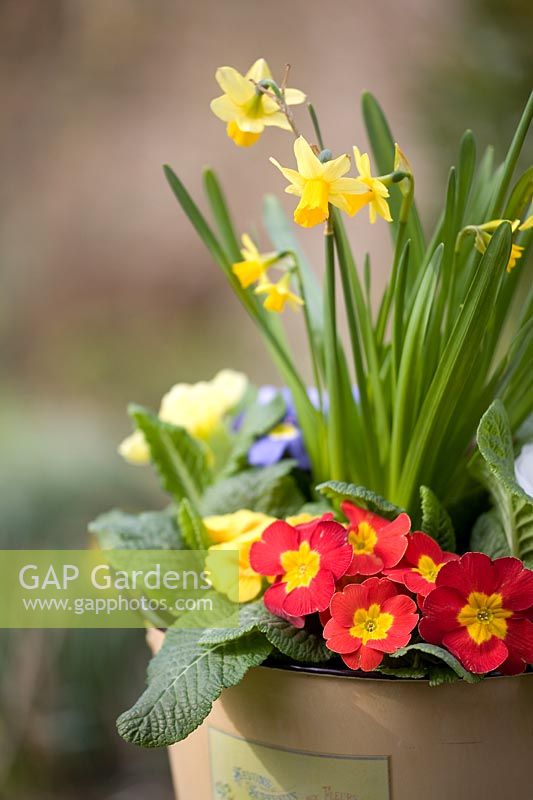 Primula vulgaris - Mixed primroses and Narcissus - Dwarf daffodils in a decorative bucket