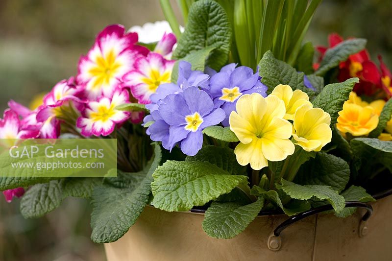 Primula vulgaris - Mixed primroses and Narcissus - Dwarf daffodils in a decorative bucket