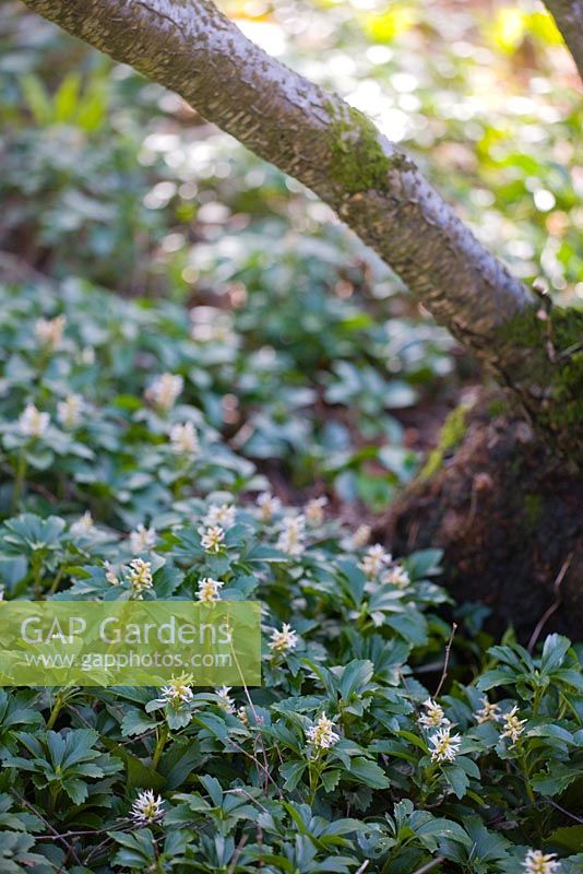 Pachysandra terminalis - Ground cover in dense shade under a tree