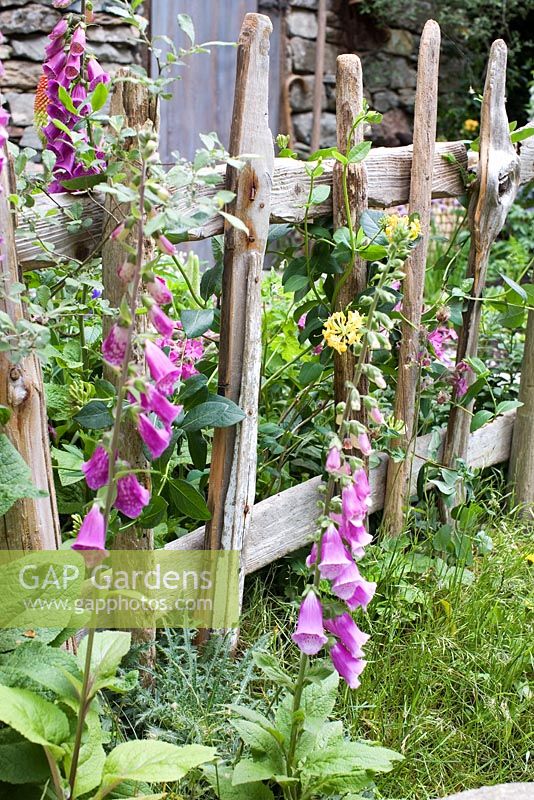 The Shetland Croft House Garden, Design - Sue Hayward, Sponsor Motor Neurone Disease Chelsea Flower Show 2008 - Digitalis beside rustic fence.