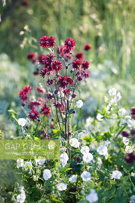 Aquilegia 'Ruby Port' with Geranium phaeum 'Alba' in The Savills Garden, Design - Philip Nixon, Chelsea Flower Show RHS 2008  