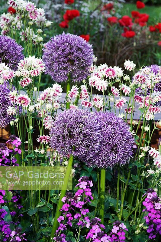 Alliums with Aquilegia 'Nora Barlow' and Erysimum bicolour 'Bowles Mauve' in 'The Largest Room in the House' Garden, Chelsea Flower Show 2008, Sponsors - GMI Property Company, The Royal British Legion, Toc H