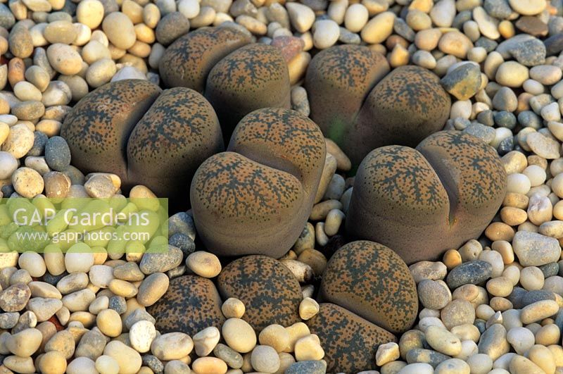 Lithops Lesliei Minor - Living stones
