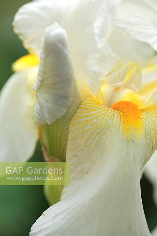 Iris - White bearded iris with yellow orange beard and yellow veins