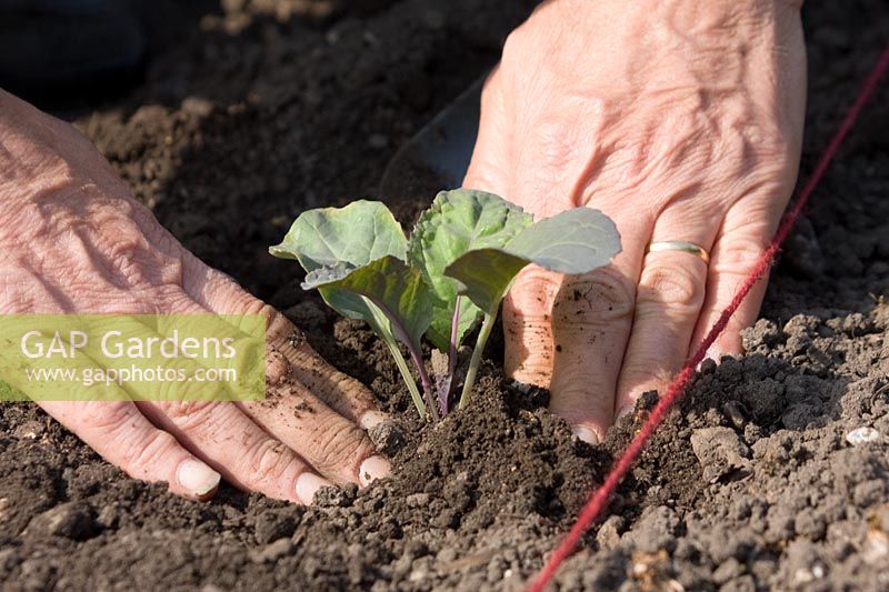Planting Brassica 'January King' seedlings