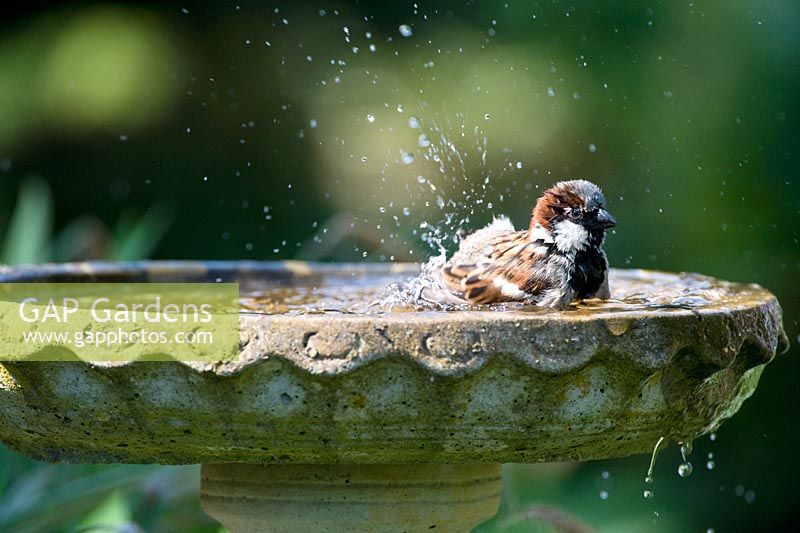 Male House Sparrow washing in a birdbath 
