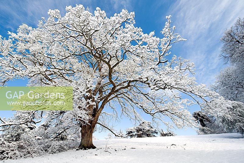 Quercus - Snow covered Oak tree against blue sky