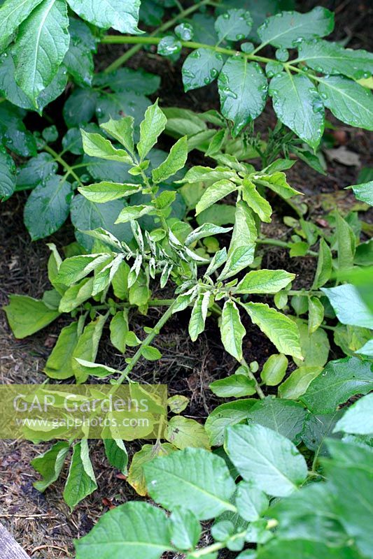 Solanum tuberosum 'Charlotte' - Organic Potato plant with Potato leaf roll virus