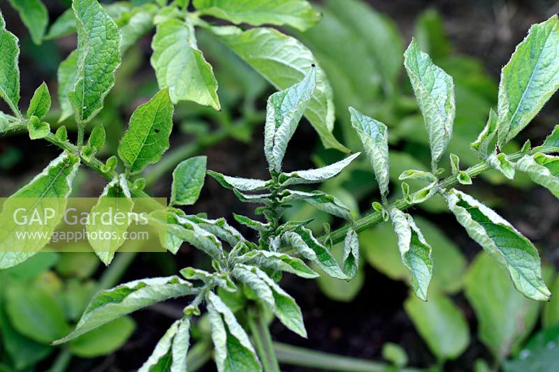 Solanum tuberosum 'Charlotte' - Organic Potato plant with Potato leaf roll virus