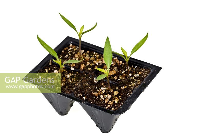 Plastic cell tray with four seedlings of Chilli Pepper 'Apache' 