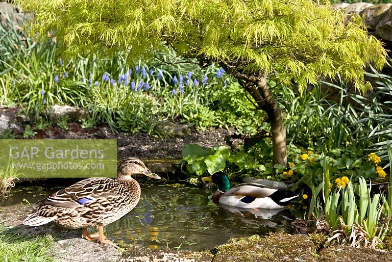 Male and female Mallards on garden pond