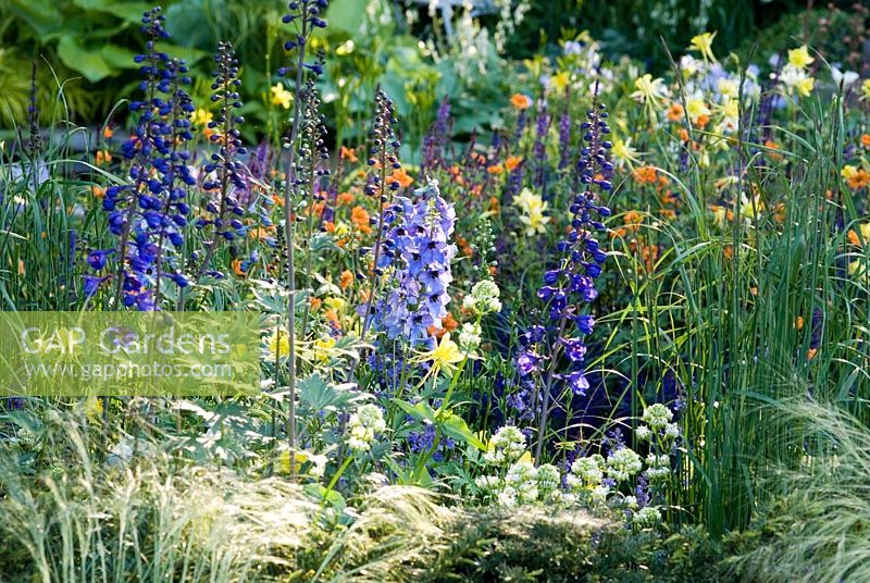 Delphiniums in mixed planting - The Daily Telegraph Garden, RHS Chelsea Flower Show 2007