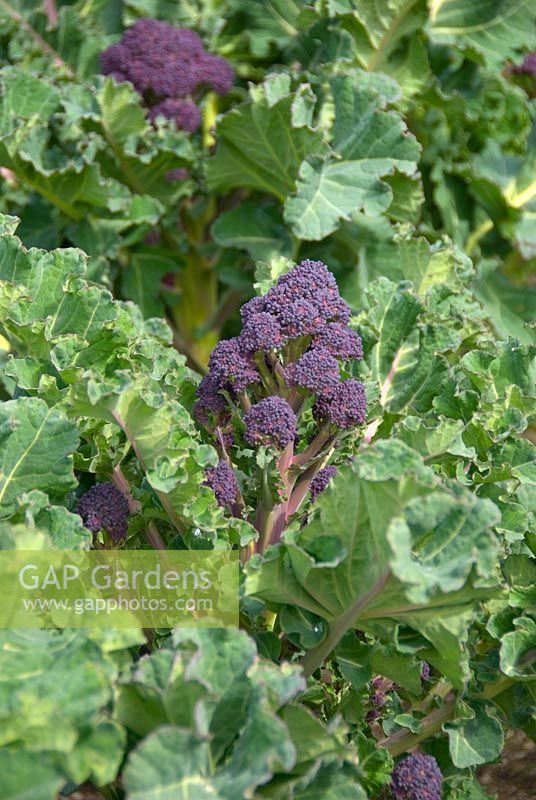 Brassica 'Claret' - Purple Sprouting Broccoli 
