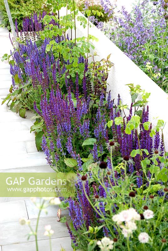 Salvia nemorosa 'Caradonna' - The Good Life Garden with Bradstone, Gardeners' World Live 2008