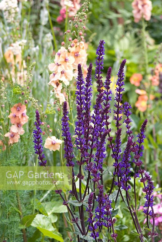 Salvia nemorosa 'Caradonna' and Verbascum 'Merlin' in background - Beauty and the Beasts Garden, Gardeners' World Live 2008