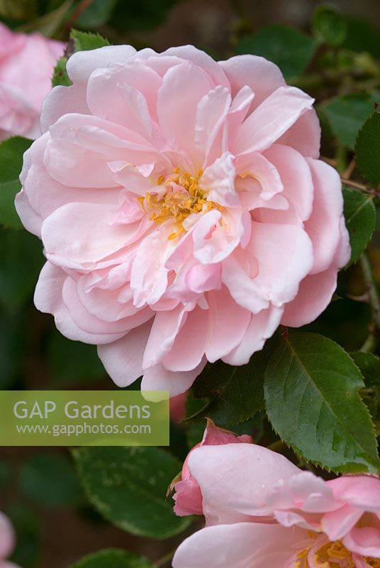 Rosa 'Albertine' AGM - Rambler, fully double, sweetly scented, salmon pink flowers.