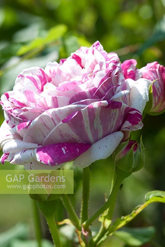 Rosa 'Variegata de Bologna' - Bourbon rose, fully double with fragrant flowers