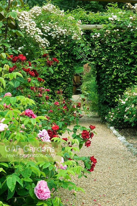 Gravel path leading to opening in beech hedge and edged by borders of shrub roses - Mannington Hall, Near Norwich, Norfolk