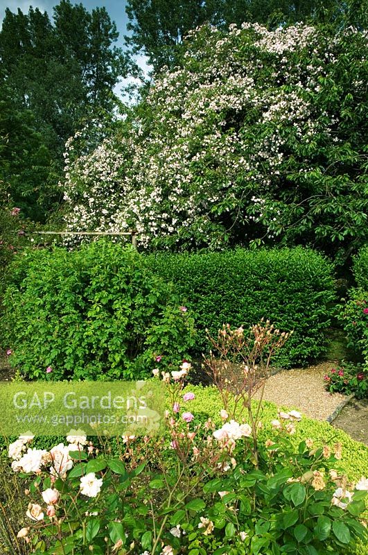 Very large climbing rose on old cherry tree. Rosa 'Paul's Himalayan Musk'. Hedge and other unknown rose varity in foreground 
- Mannington Hall, Near Norwich, Norfolk