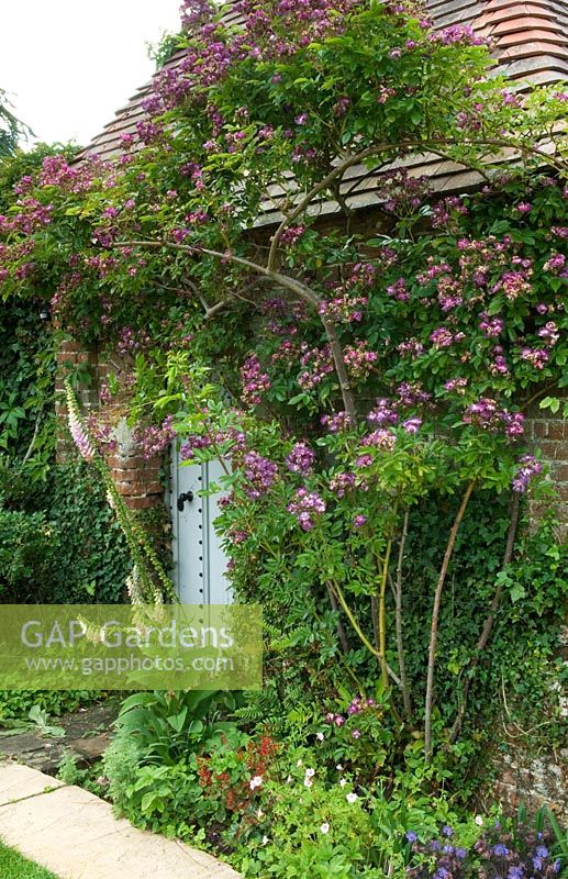 Brick and tile garden building with Rosa 'Veilchenblau' climbing roses and herbaceous border - Mannington Hall, Near Norwich, Norfolk