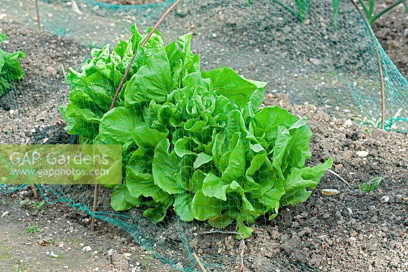 Netting proctecting lettuces