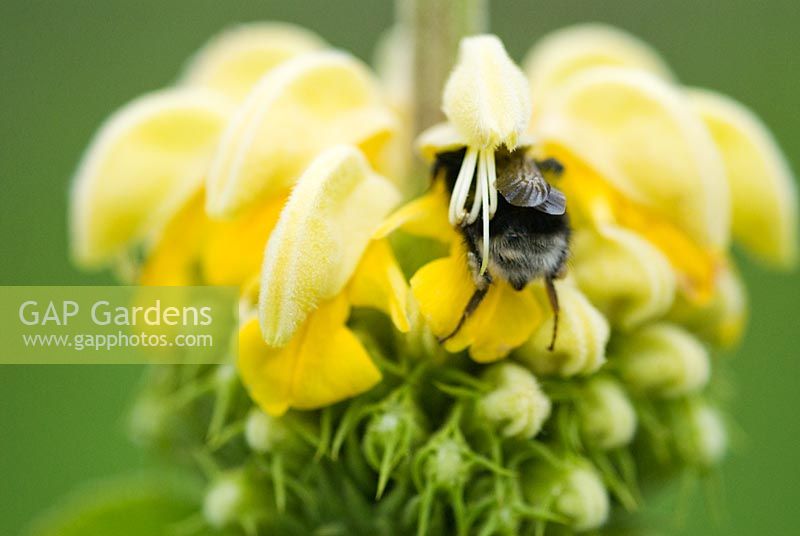 Bee on Phlomis russelliana