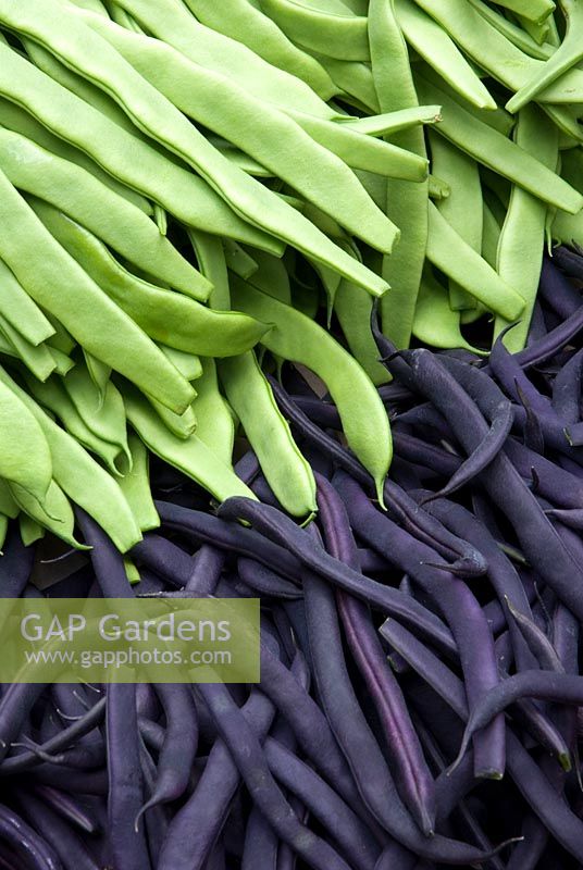 Phaseolus vulgaris 'Algarve' and 'Cosse Violette' - Harvested Climbing French Beans at a farmers market