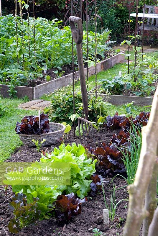 Salad bed in vegetable garden with Lettuce red cos 'Nymans' in basket