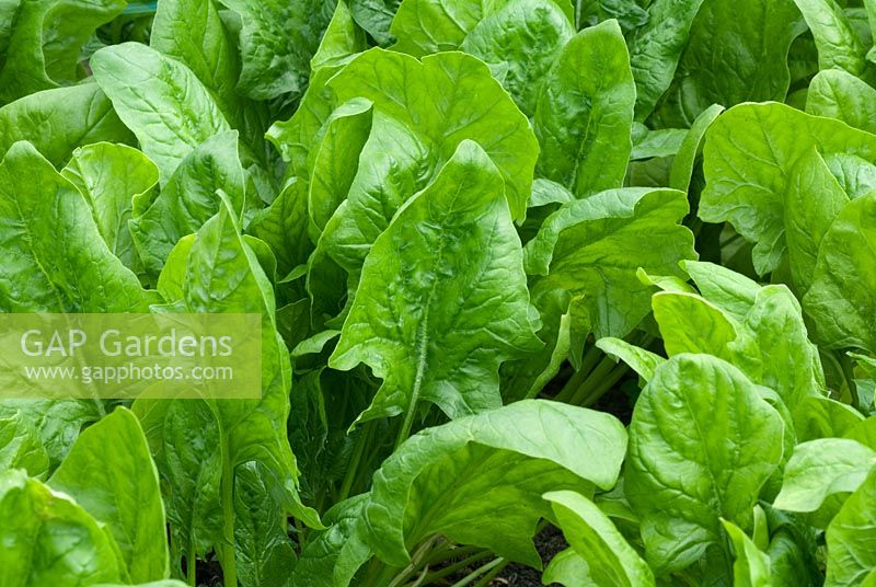 Beta vulgaris 'Tetona' - Spinach