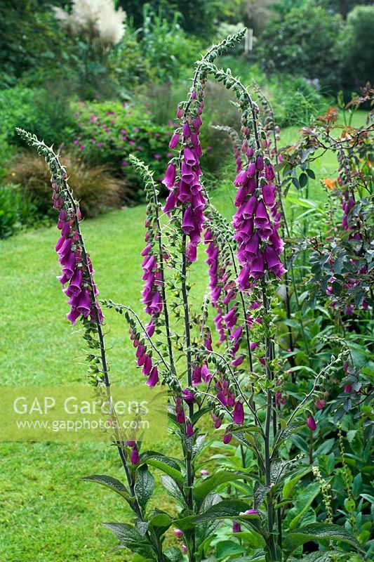 Digitalis purpurea at Knoll Gardens in Dorset