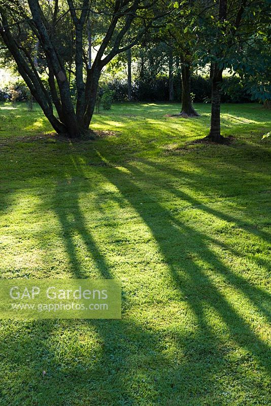 Shadows on the lawn - Bonython Manor, Cornwall