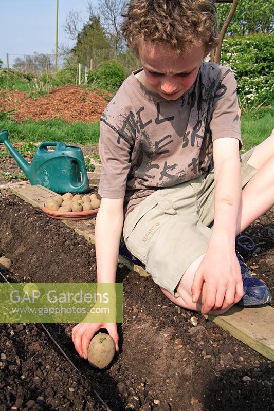 Young boy placing potato tubers in trench